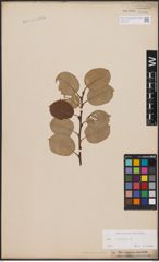 Foto von Salix caprea L.